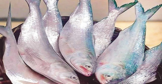 বরগুনায় সাগর-নদীতে বেড়েছে ইলিশ আহরণের পরিমাণ বরগুনায় সাগর-নদীতে বেড়েছে ইলিশ আহরণের পরিমাণ