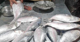 কত টাকা কেজিতে বাংলাদেশি ইলিশ পাচ্ছে ভারতীয়রা