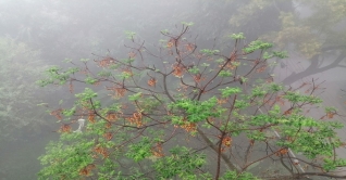 সারাদেশে শুরু হয়েছে শৈত্য প্রবাহ; কমছে তাপমাত্রা