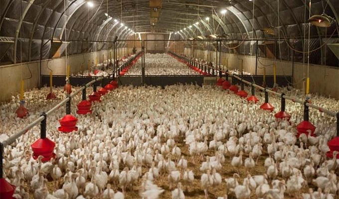 ফাইল ছবি।