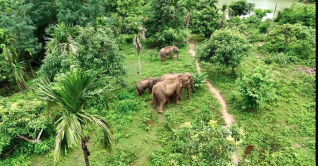 রাঙ্গামাটির দুর্গম পাহাড়ে বিরল প্রজাতির গোলাপি হাতির বাস রাঙ্গামাটির দুর্গম পাহাড়ে বিরল প্রজাতির গোলাপি হাতির বাস