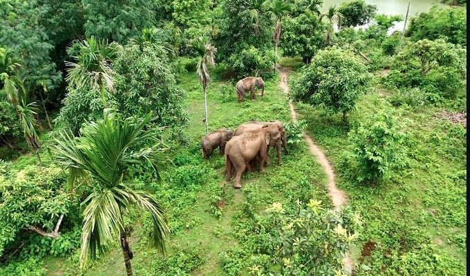 রাঙ্গামাটির দুর্গম পাহাড়ে বিরল প্রজাতির গোলাপি হাতির বাস
