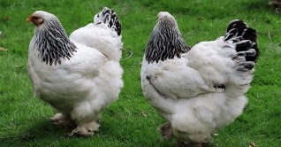 ইন্দোনেশিয়ায় করোনার টিকা নিলেই মিলছে মুরগি ইন্দোনেশিয়ায় করোনার টিকা নিলেই মিলছে মুরগি