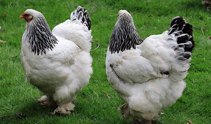 ইন্দোনেশিয়ায় করোনার টিকা নিলেই মিলবে মুরগি