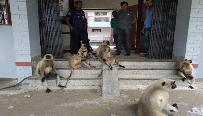 ছবি : সংগৃহীত