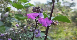 ভোলায় শীতকালীন শাক-সবজির ব্যাপক আবাদ