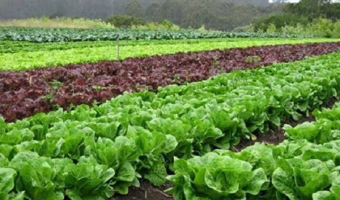 কুমিল্লায় চাষিরা শীতের আগাম সবজি চাষে ব্যস্ত