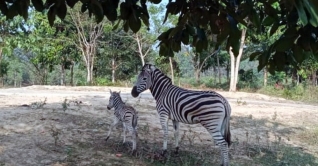 কক্সবাজার: জেব্রা দম্পতির ঘরে এলো নতুন অতিথি