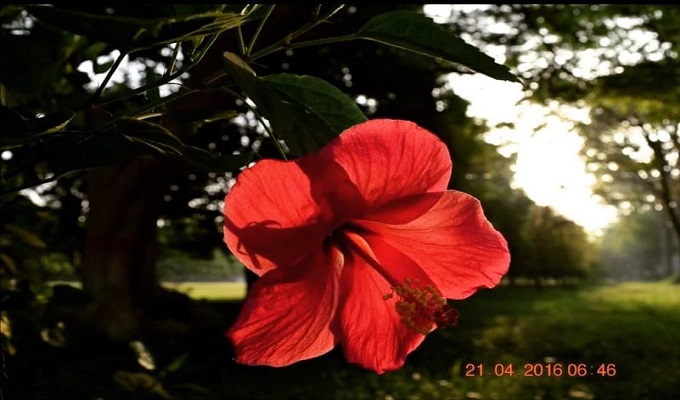 রাজশাহী বিশ্ববিদ্যালয় ক্যাম্পাস থেকে ছবিটি তুলেছেন লেখক