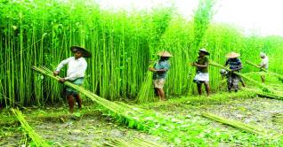 নওগাঁয় পাট কাটার মওসুম চলছে, ব্যস্ত শ্রমিকরা নওগাঁয় পাট কাটার মওসুম চলছে, ব্যস্ত শ্রমিকরা