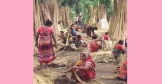 কুমিল্লায় পাটের সুদিন, চাষির মুখে হাসি 