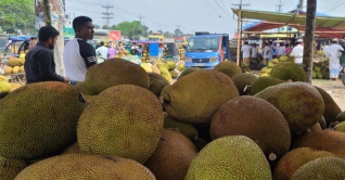 গাজীপুরে কাঁঠালের বাম্পার ফলন, চলছে কেনাবেচা