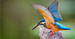 দেশীয় জলচর ও শহুরে পাখি কমে যাচ্ছে 