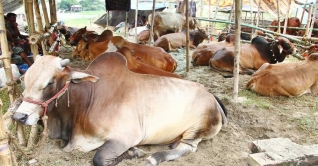 রাজধানীর ১৭ হাটে কোরবানির পশু বিক্রি শুরু