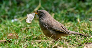 ঝগড়াটে পাখি সাতভাই, সামাজিকও বটে