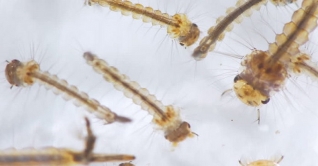 এডিস মশার লার্ভা পাওয়ায় কারাদন্ড ও জরিমানা