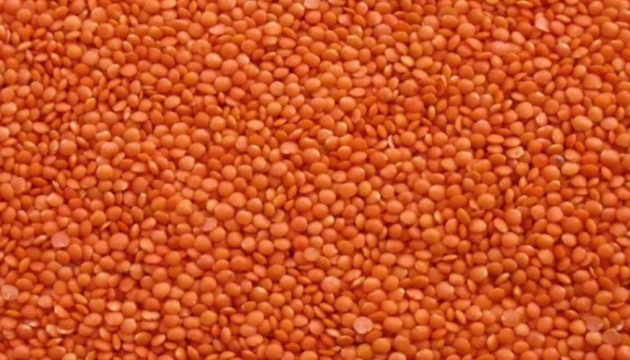 মুসুর ডাল