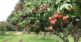 ডালে ডালে দুলছে গোলাপি রঙের লিচু