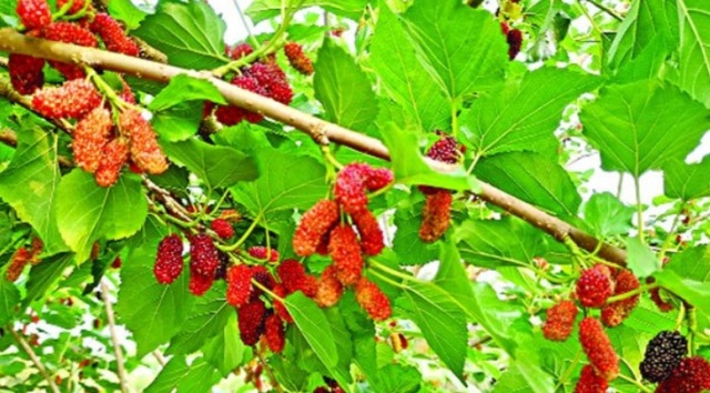 ফাইল ছবি