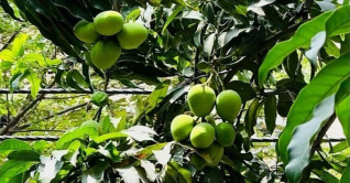 আমের পুষ্টিগুণ: দিনে কতটুকু আম খাওয়া স্বাস্থ্যসম্মত?