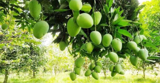 চাঁ.নবাবগঞ্জে আম বাগান পরিদর্শনে যাচ্ছেন বিভিন্ন দেশের রাষ্ট্রদূত