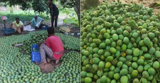 নওগাঁয় আম সংগ্রহের সূচি, লক্ষ্য ৪ হাজার কোটি টাকা