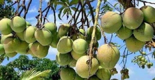 সাতক্ষীরার আম এবারও যাচ্ছে ইউরোপ-আমেরিকা