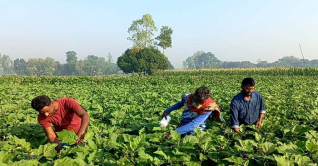 শীতকালীন সবজি চাষে ব্যস্ত মানিকগঞ্জের চাষিরা শীতকালীন সবজি চাষে ব্যস্ত মানিকগঞ্জের চাষিরা