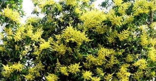 গাছে গাছে ঘ্রাণ ছড়াচ্ছে আমের মুকুল গাছে গাছে ঘ্রাণ ছড়াচ্ছে আমের মুকুল
