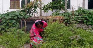 নীলফামারী: গ্রামীণ নারীদের পরিকল্পিত শাক-সবজির বাগান নীলফামারী: গ্রামীণ নারীদের পরিকল্পিত শাক-সবজির বাগান