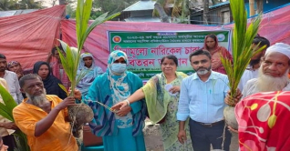 ভোলায় ৩০ হাজার নারিকেল চারা বিতরণ করা হচ্ছে ভোলায় ৩০ হাজার নারিকেল চারা বিতরণ করা হচ্ছে