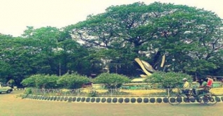 দোয়েল চত্বরে গাছ চাপায় তরুণীর মৃত্যু