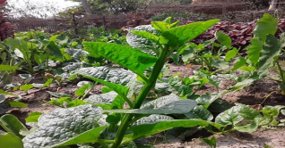 পতিত জমিতে সবজি চাষ : বাড়তি আয় কৃষকদের