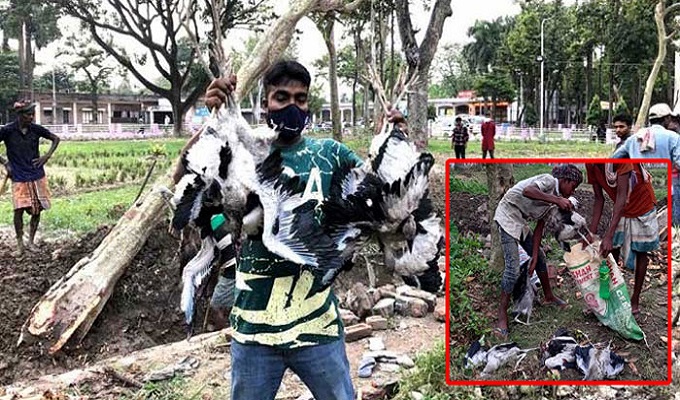 গাছ কেটে ফেলায় মারা গেল শতাধিক পাখির ছানা