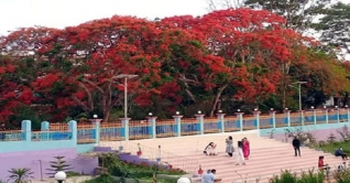 কৃষ্ণচূড়ার রঙে রঙিন পাহাড়ের জেলা রাঙ্গামাটি কৃষ্ণচূড়ার রঙে রঙিন পাহাড়ের জেলা রাঙ্গামাটি