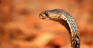 রাসেলস ভাইপার নিয়ে ভয় ও উদ্বেগের কারণ নেই