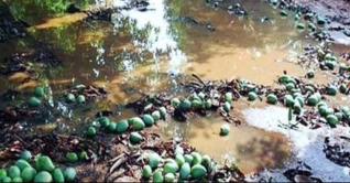 আম্পানের তাণ্ডবে রাজশাহীতে ঝরে গেছে ২০ শতাংশ আম