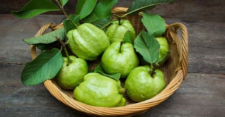 মিষ্টি পেয়ারা চিনবেন কীভাবে?