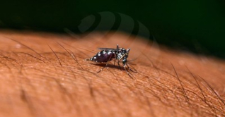 ডেঙ্গুতে ৩ জনের মৃত্যু, হাসপাতালে ভর্তি ৯১২