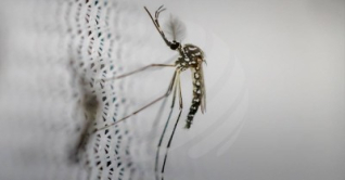 ডেঙ্গুতে ২৪ ঘণ্টায় আরও ৫ জনের মৃত্যু