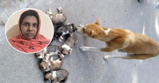 ৮ কুকুর ছানা হত্যার ঘটনায় মামলায় নিশি গ্রেপ্তার