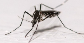 ডেঙ্গুতে ২ জনের মৃত্যু, হাসপাতালে ভর্তি ৪৫৫ ডেঙ্গুতে ২ জনের মৃত্যু, হাসপাতালে ভর্তি ৪৫৫