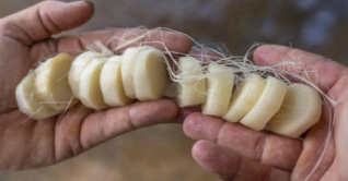 কলার থোড় খেলে যেসব উপকার হয় কলার থোড় খেলে যেসব উপকার হয়