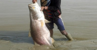 নদীর তীরে কাদার মধ্যে মিলল ২৩ কেজির কোরাল নদীর তীরে কাদার মধ্যে মিলল ২৩ কেজির কোরাল