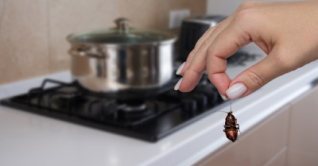 শীতে রান্নাঘরে তেলাপোকা তাড়ানোর উপায়