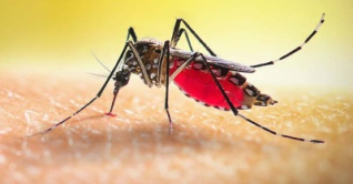 ডেঙ্গুতে আরও একজনের মৃত্যু, হাসপাতালে ভর্তি ১২০ ডেঙ্গুতে আরও একজনের মৃত্যু, হাসপাতালে ভর্তি ১২০