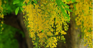 জয়পুরহাটে ফুটেছে সোনাঝরা সোনালু ফুল