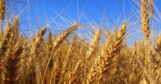 যুক্তরাষ্ট্রের দখলে যাচ্ছে বাংলাদেশের শস্যের বাজার