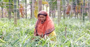 আদা চাষে ময়নার বাজিমাত