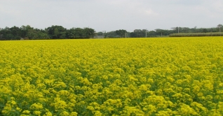 পিরোজপুরে শীতকালীন রবিশস্য-শাকসবজি উৎপাদন 
